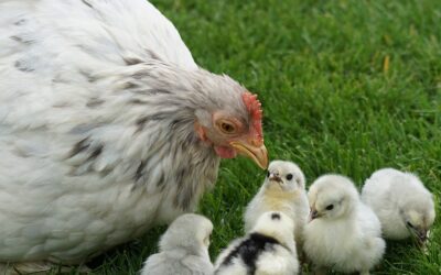 Gallina nana