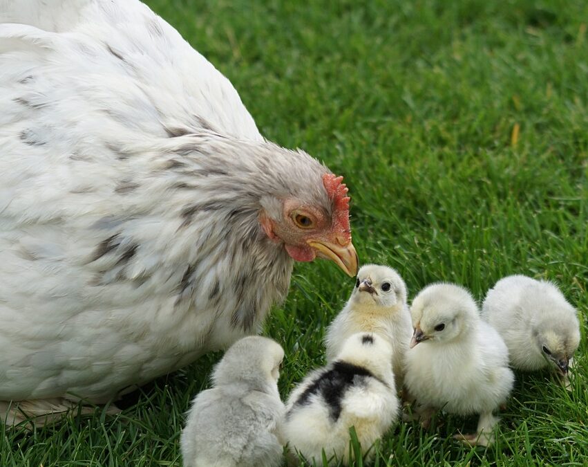 Gallina nana