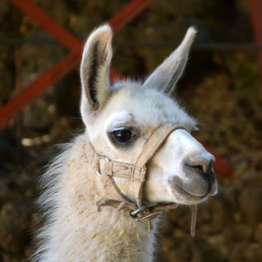 Lama Lama
