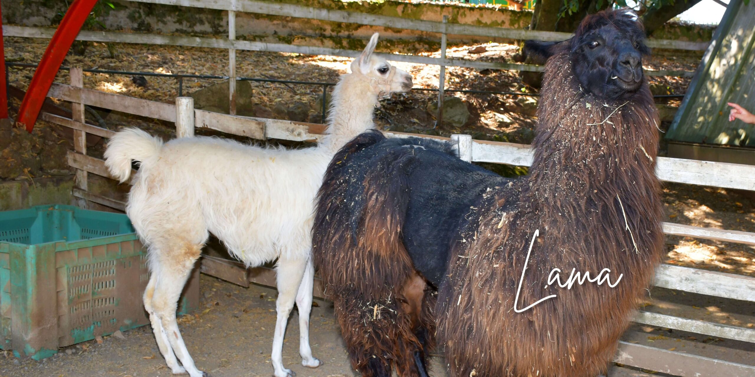 Lama - Città della domenica Lama La città della domenica