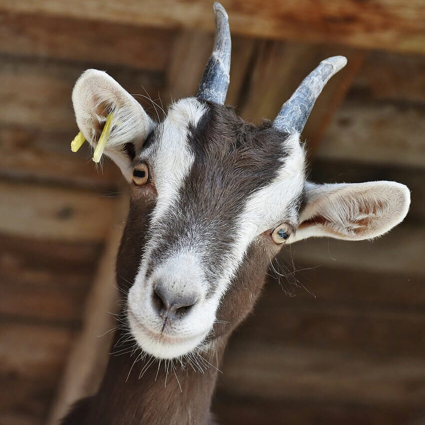 goat-g50854fbff_1280 (1)