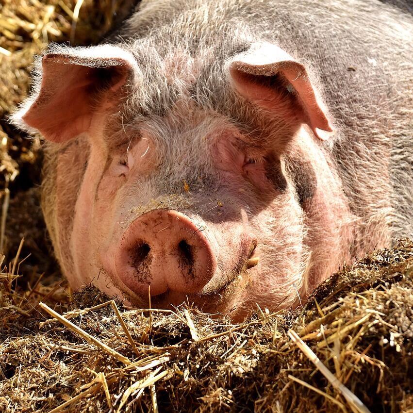 pig-g6ecfa03f8_1280 (1)