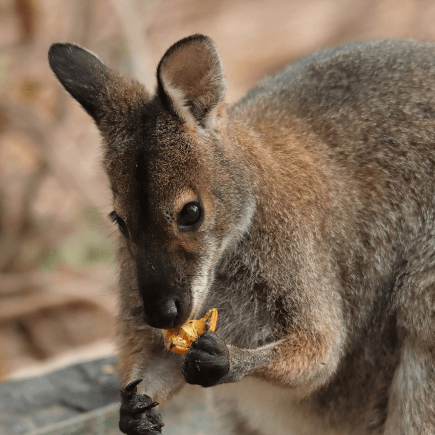 CANGURO WALLABY