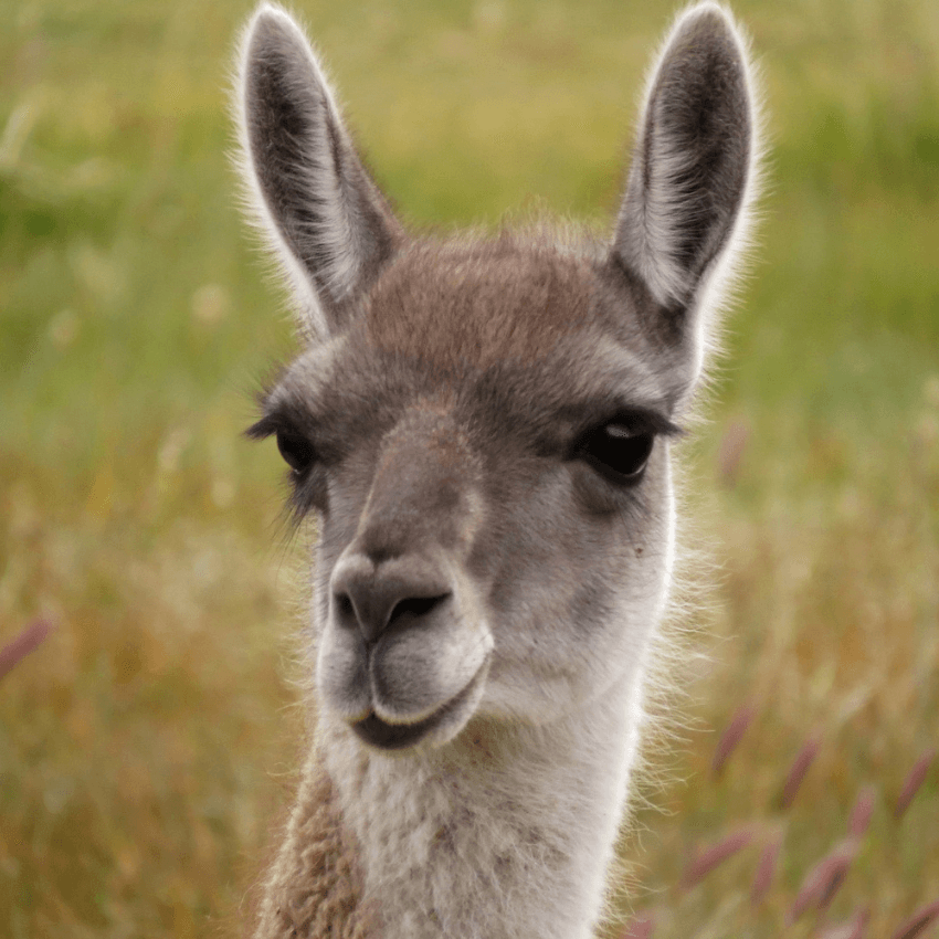 GUANACO