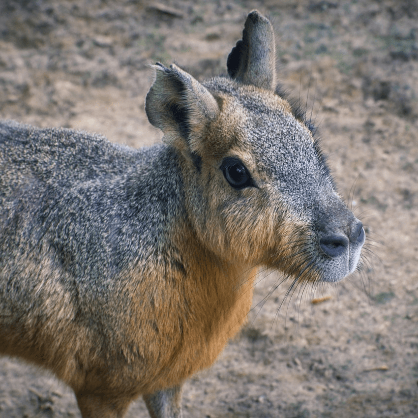 LEPRE DELLA PATAGONIA