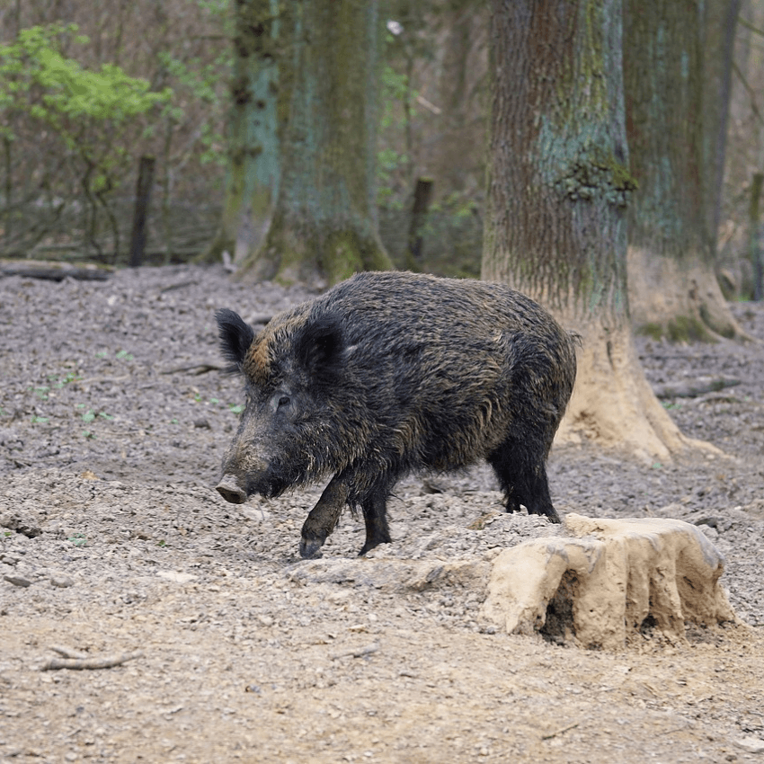 cinghiale