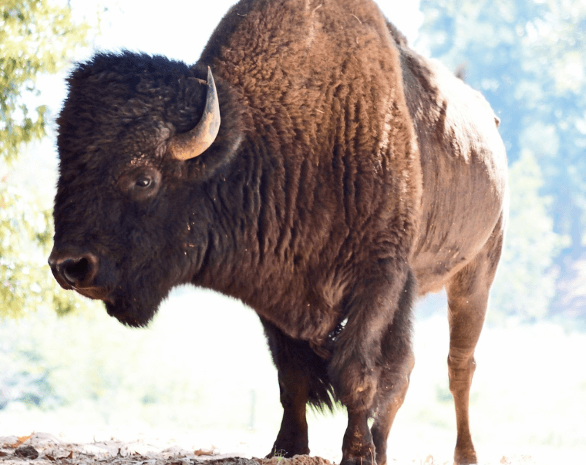 Bisonte americano