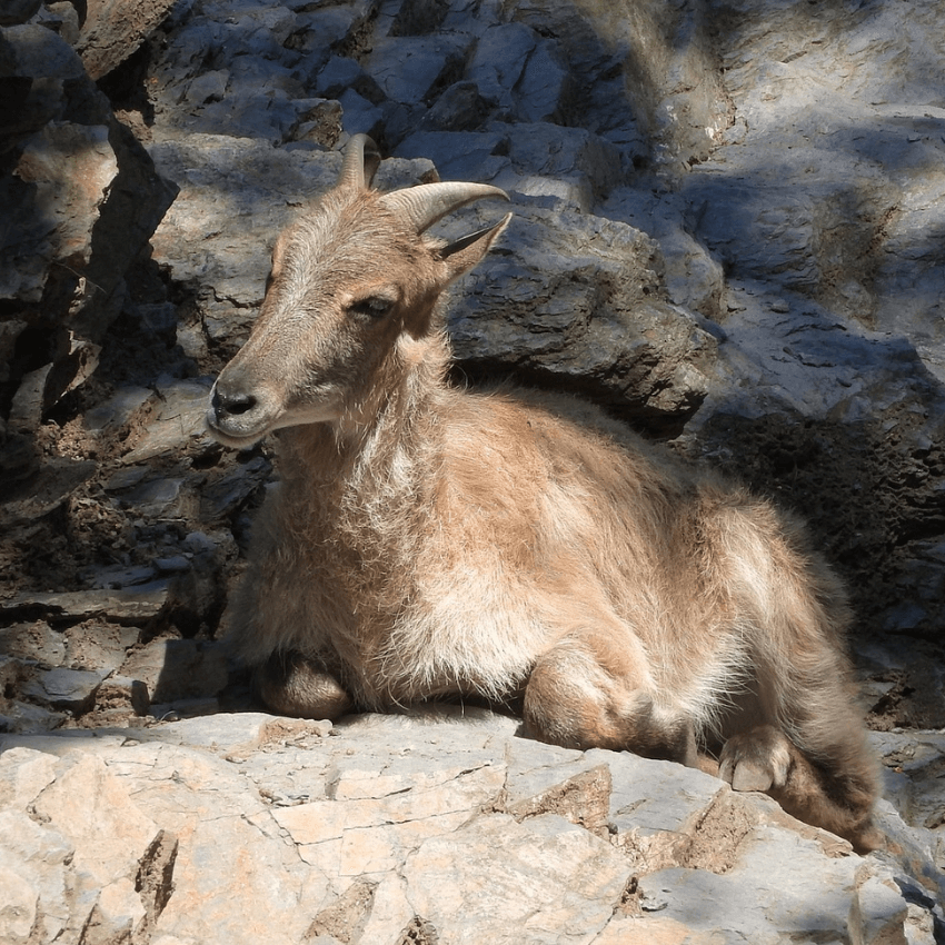 Capra tibetana capra tibetana