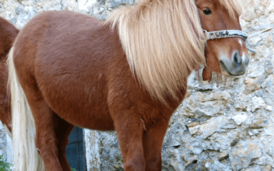 Pony Shetland