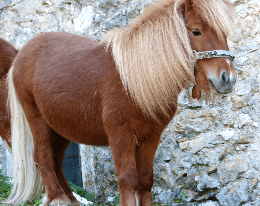 Pony Shetland