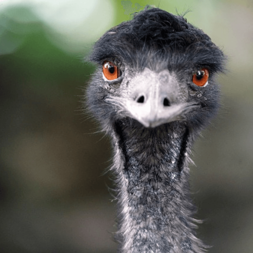 Emu