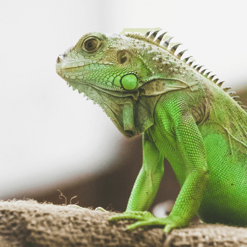 Iguana verde