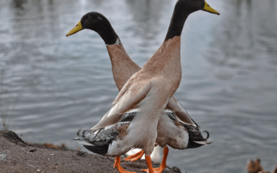 Anatra pinguino