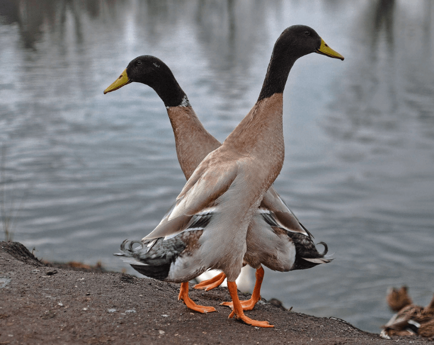 Anatra pinguino