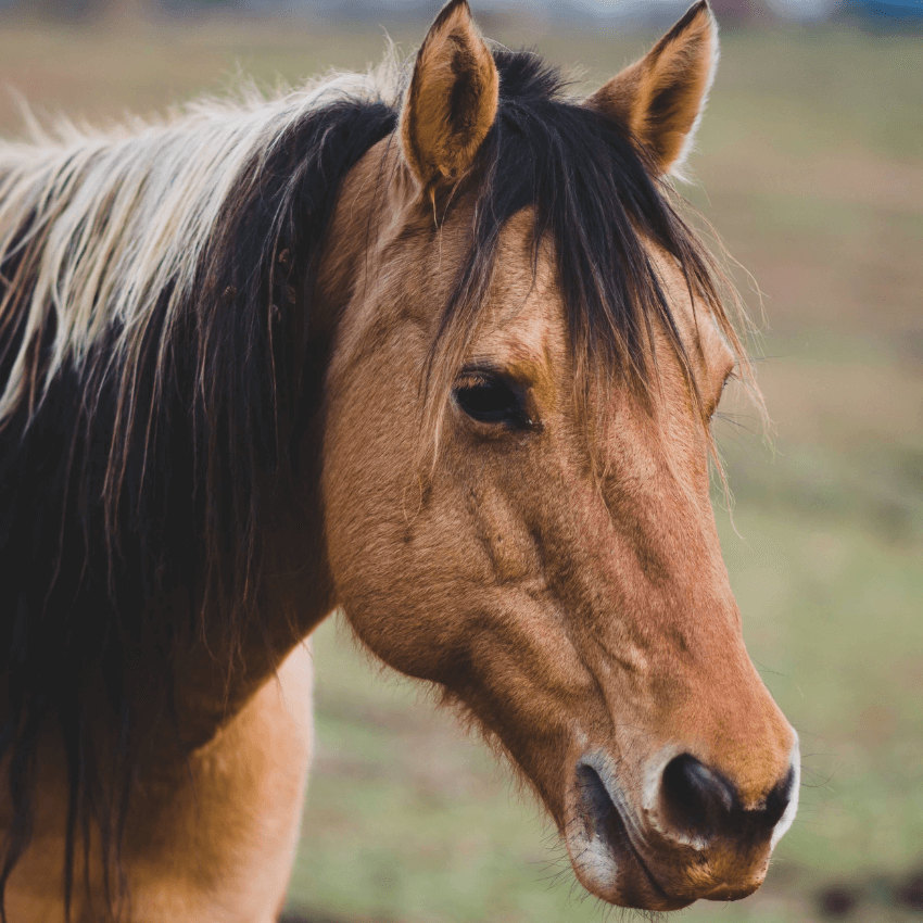 Cavallo maremmano