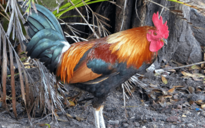 Gallo brahma gigante
