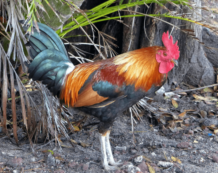 Gallo brahma gigante