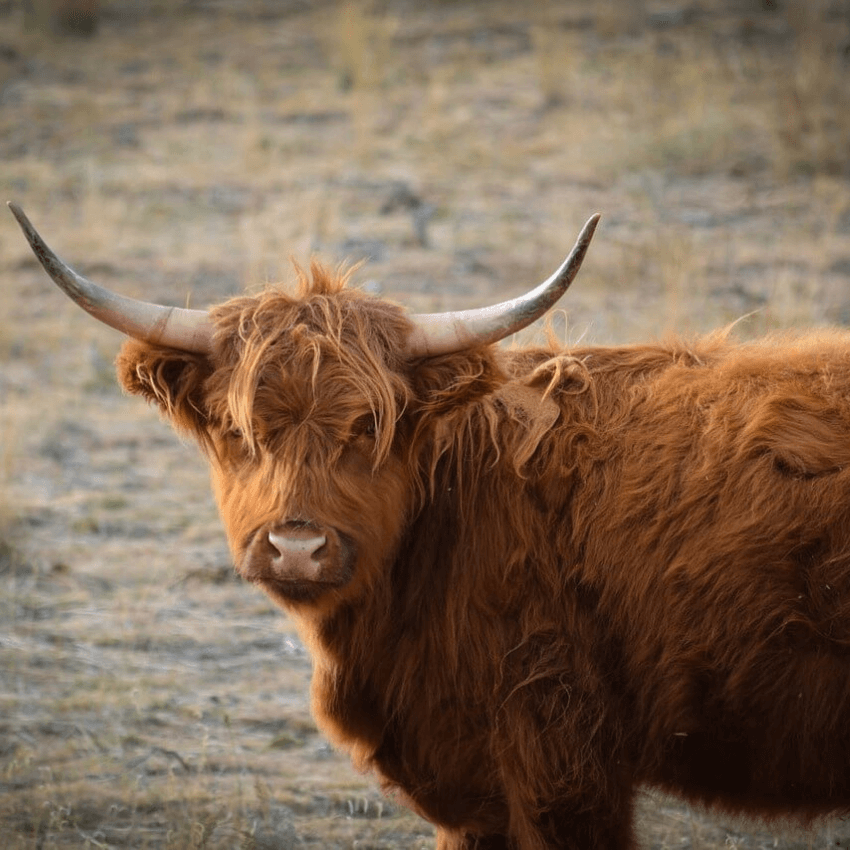 Yak