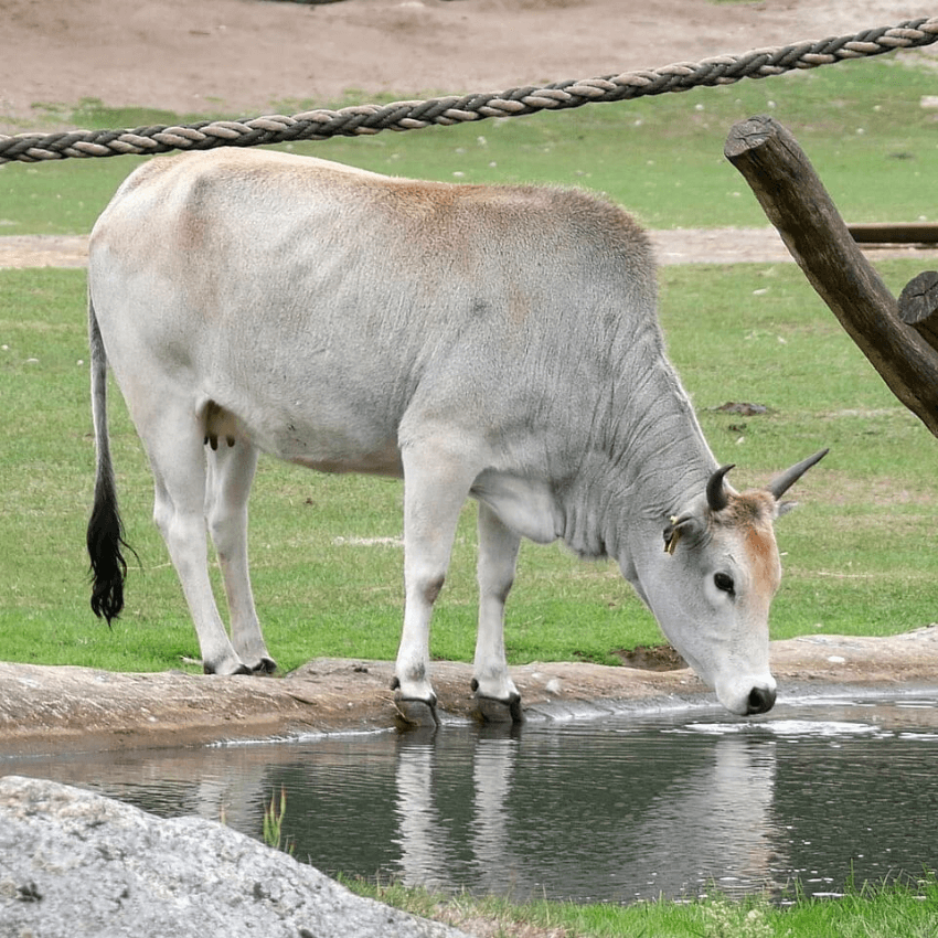 Zebu Nano