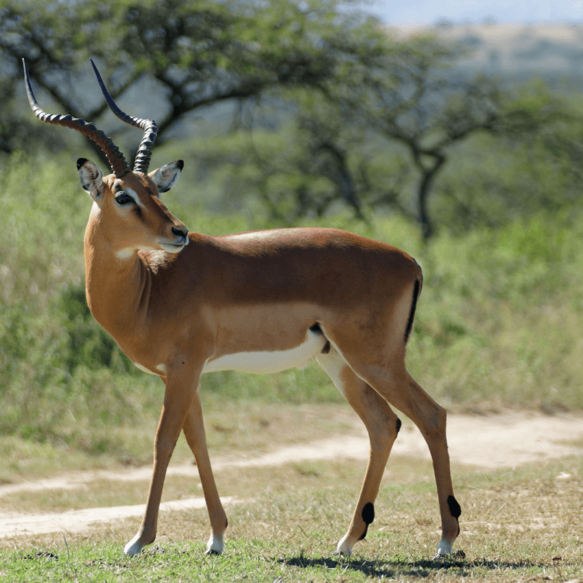 antilope lichi