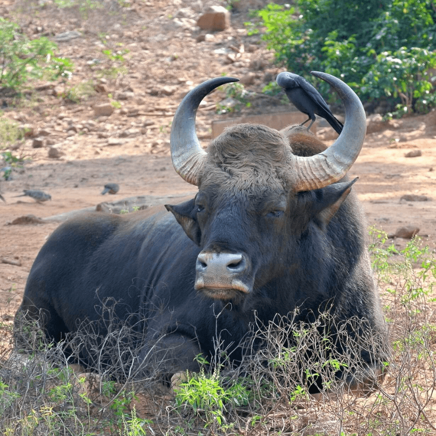 bufalo indiano