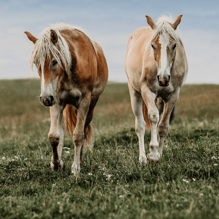 cavallo avelignese