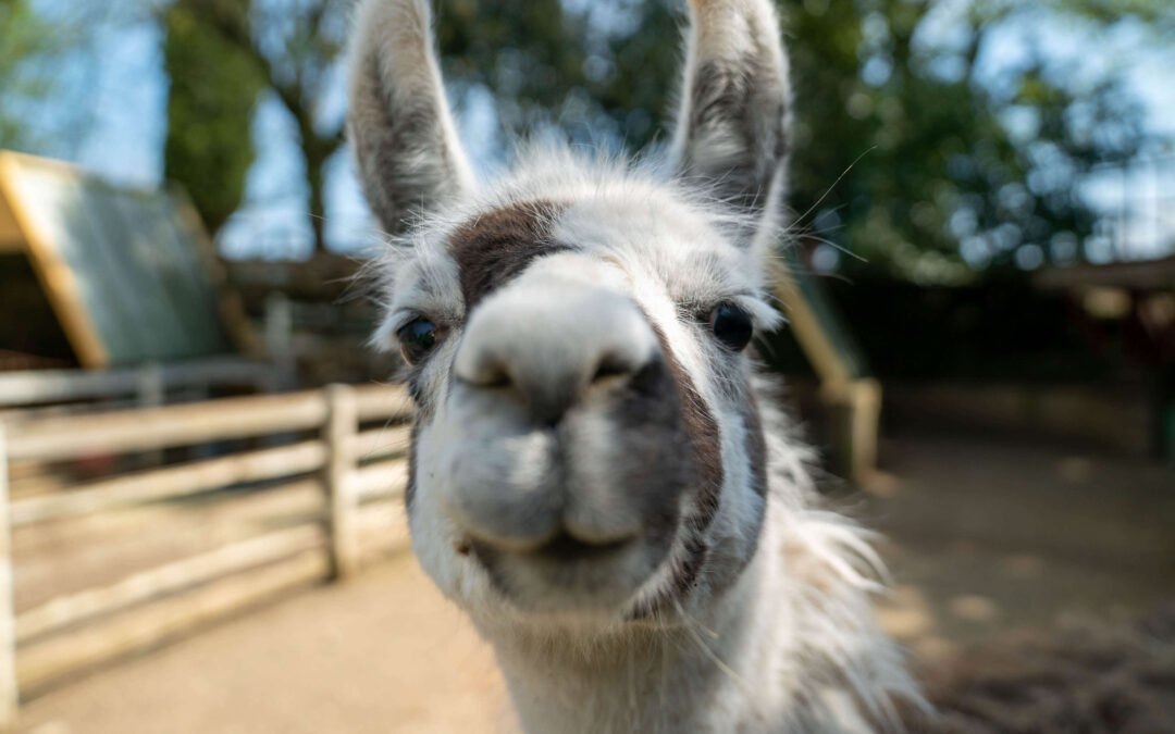 Lama