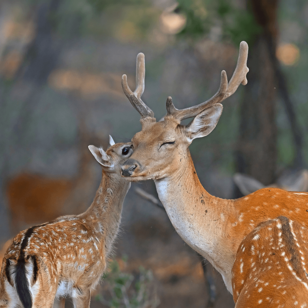 animali in libertà