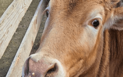 Zebu Nano