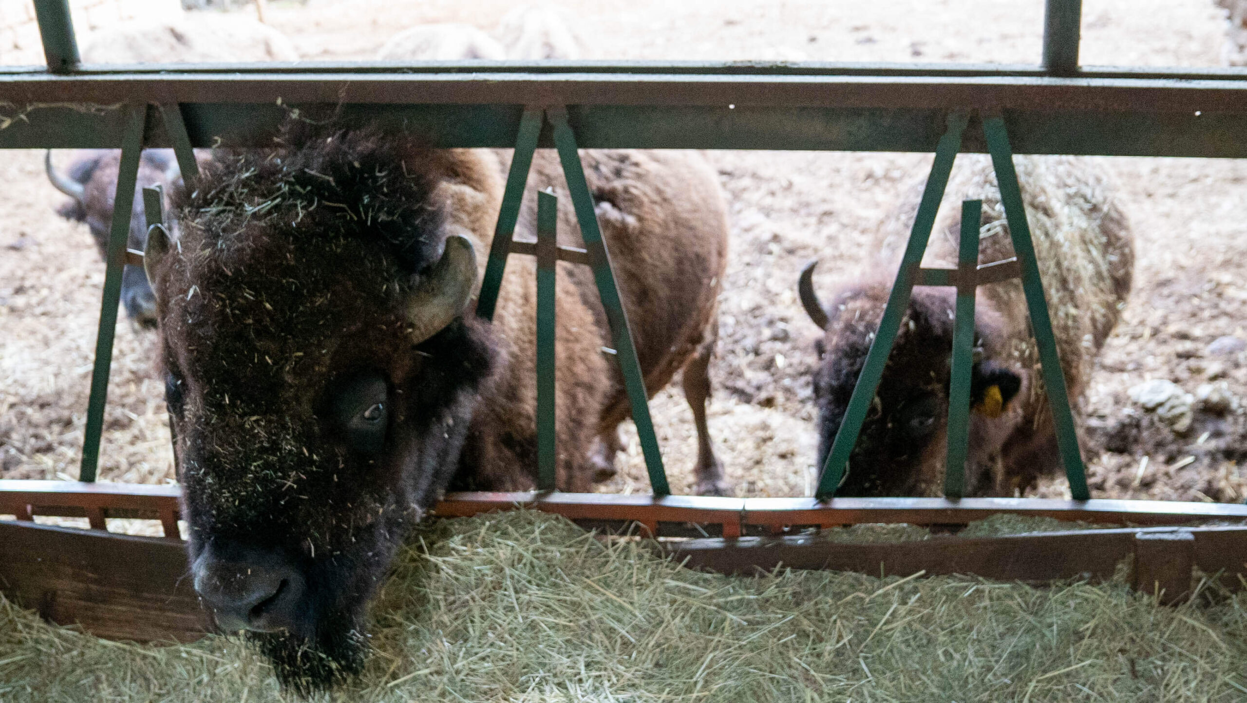bisonti americani bisonti americani
