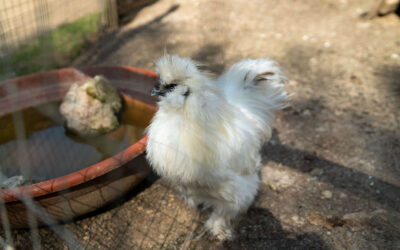 Gallina moroseta