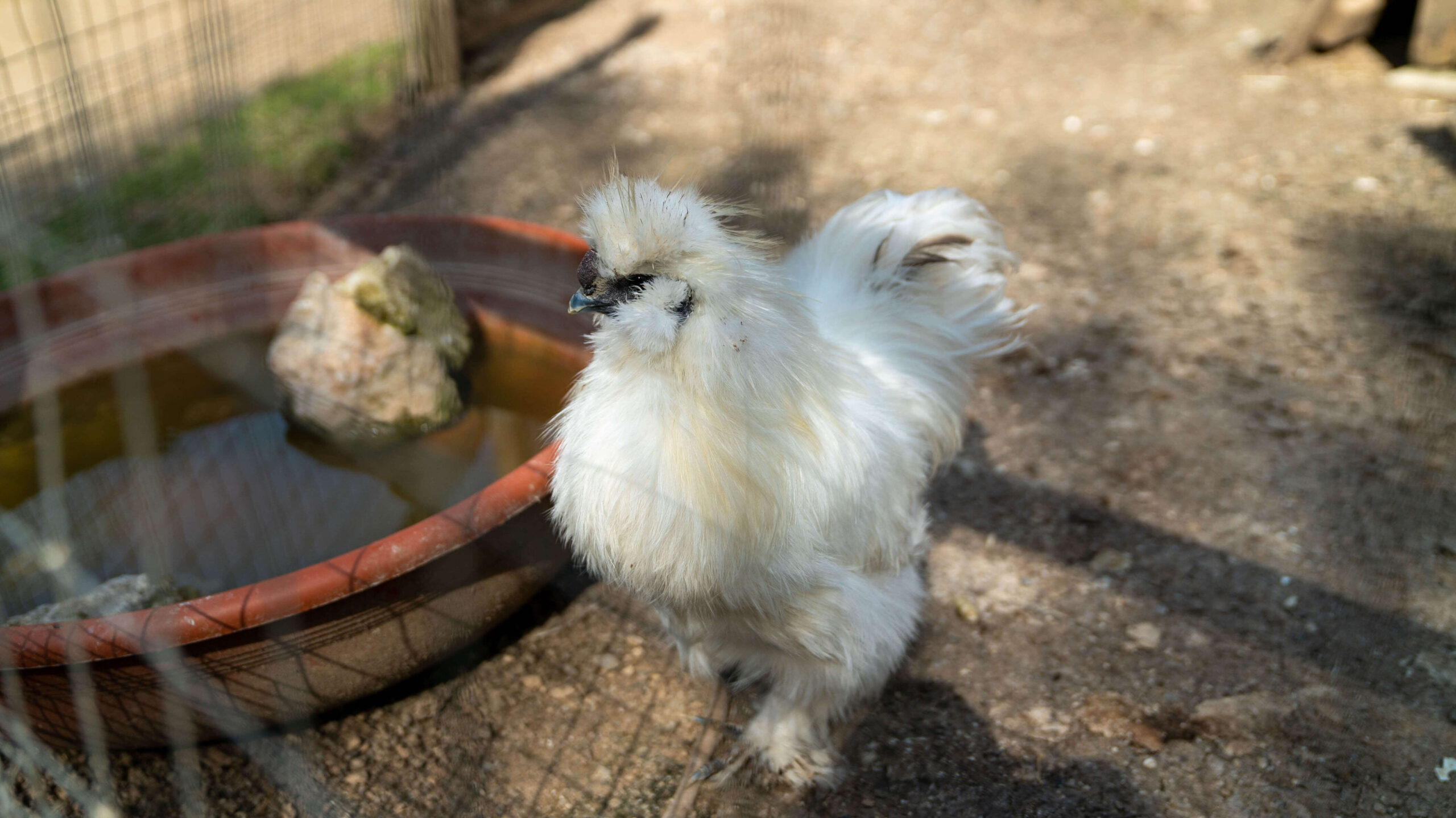 gallina moroseta