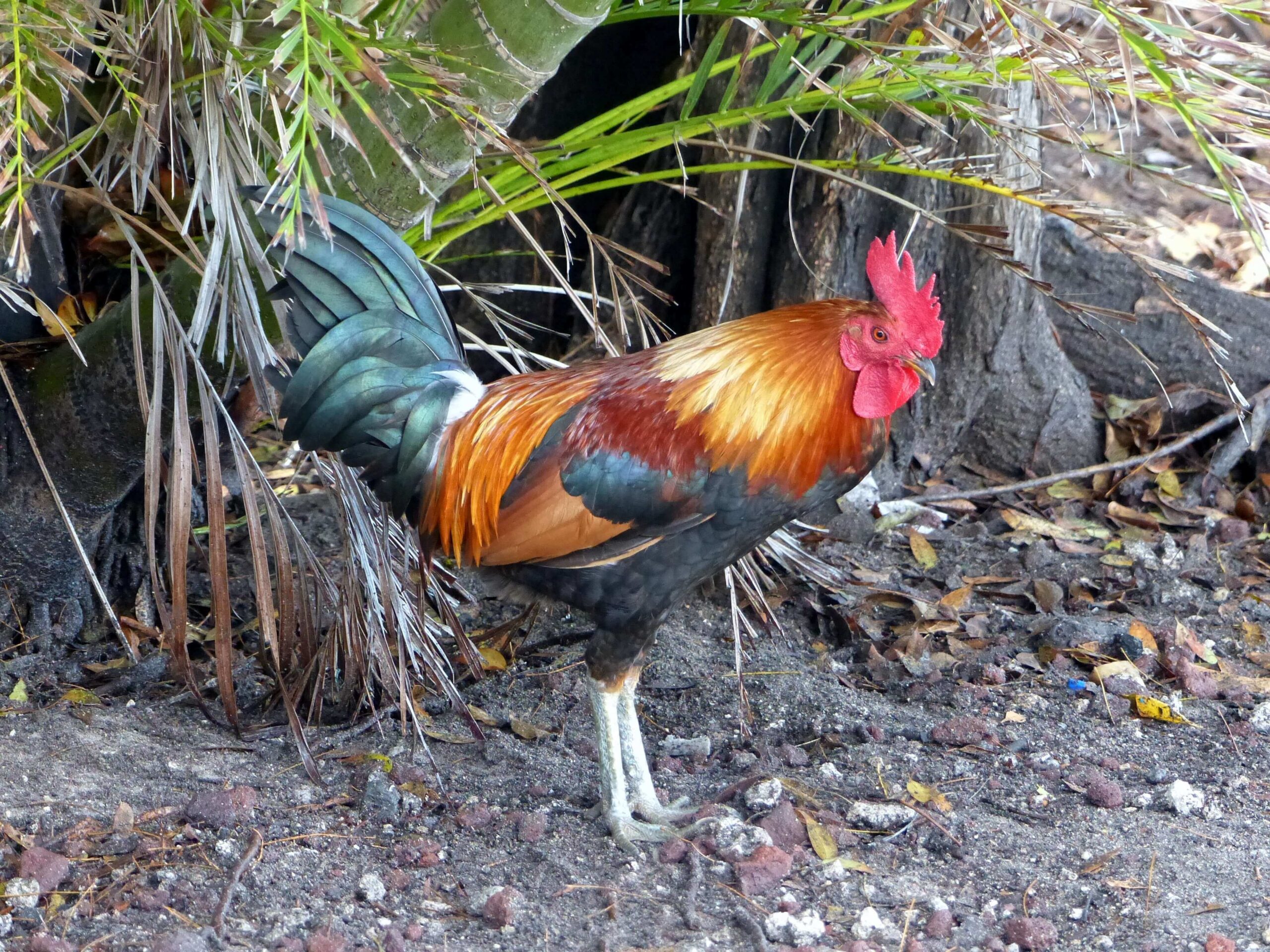 gallo brahma gigante gallo brahma gigante