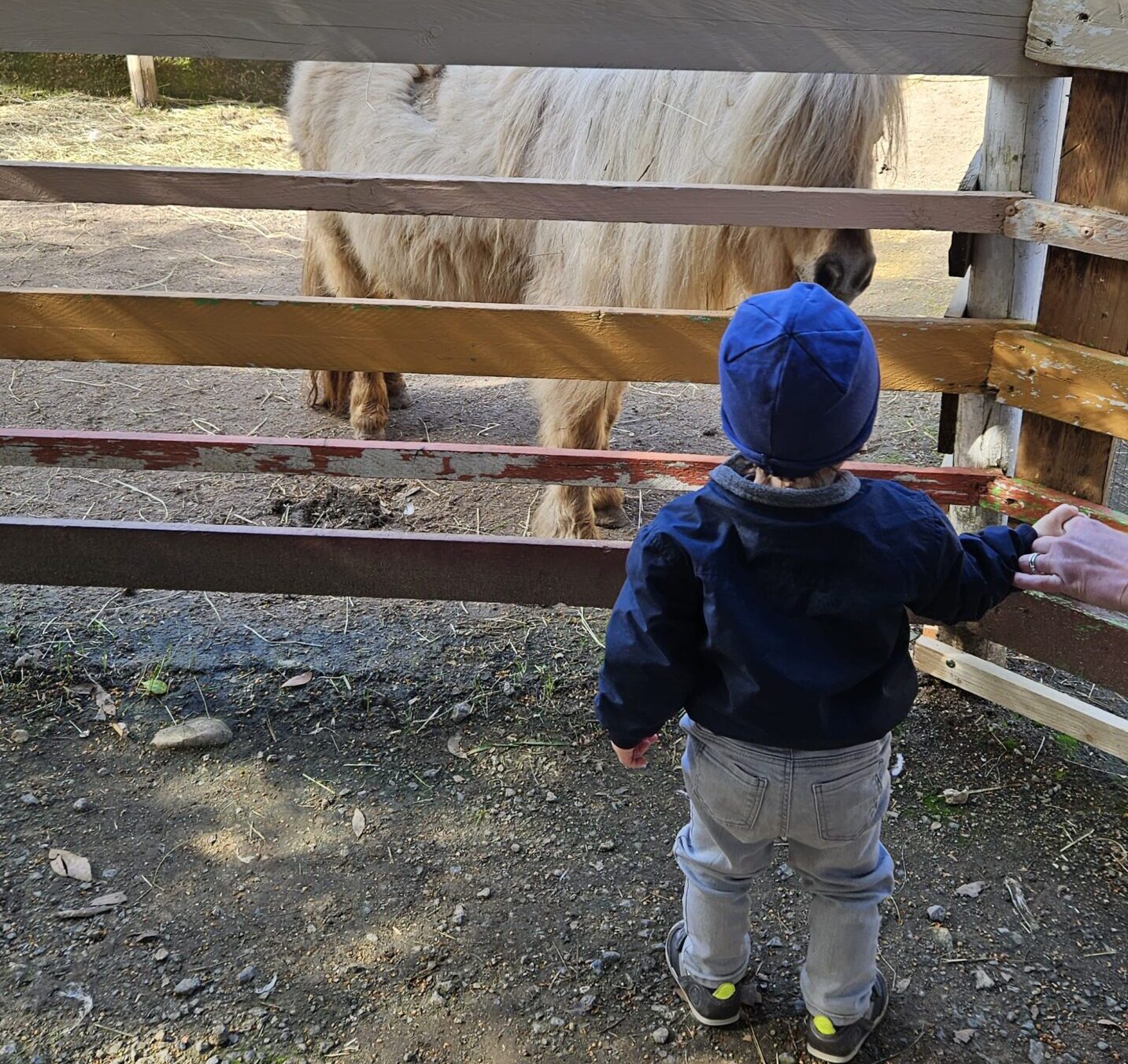 pony con bimbo pony