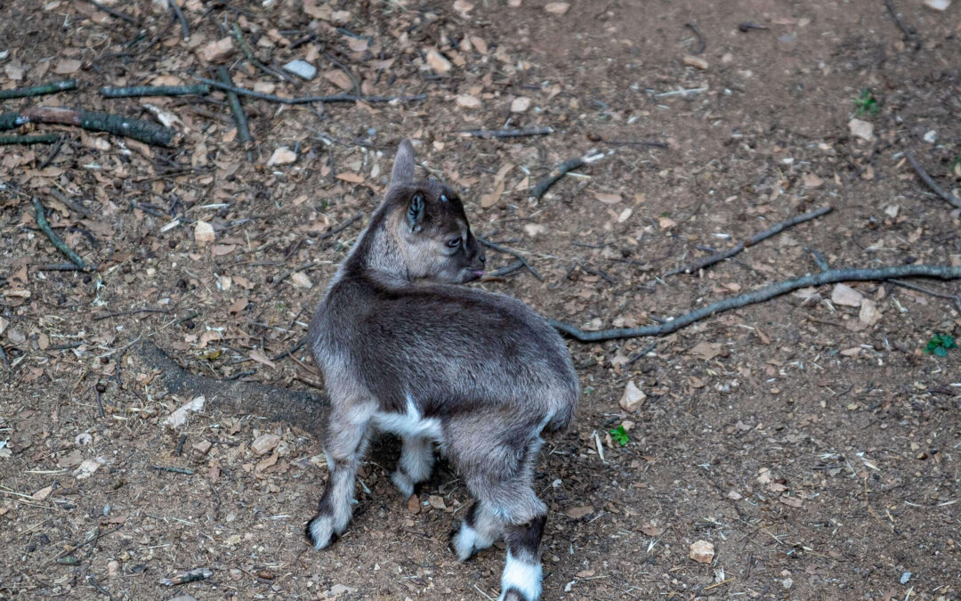 Capra africana nana