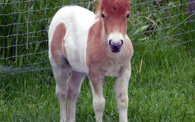Pony