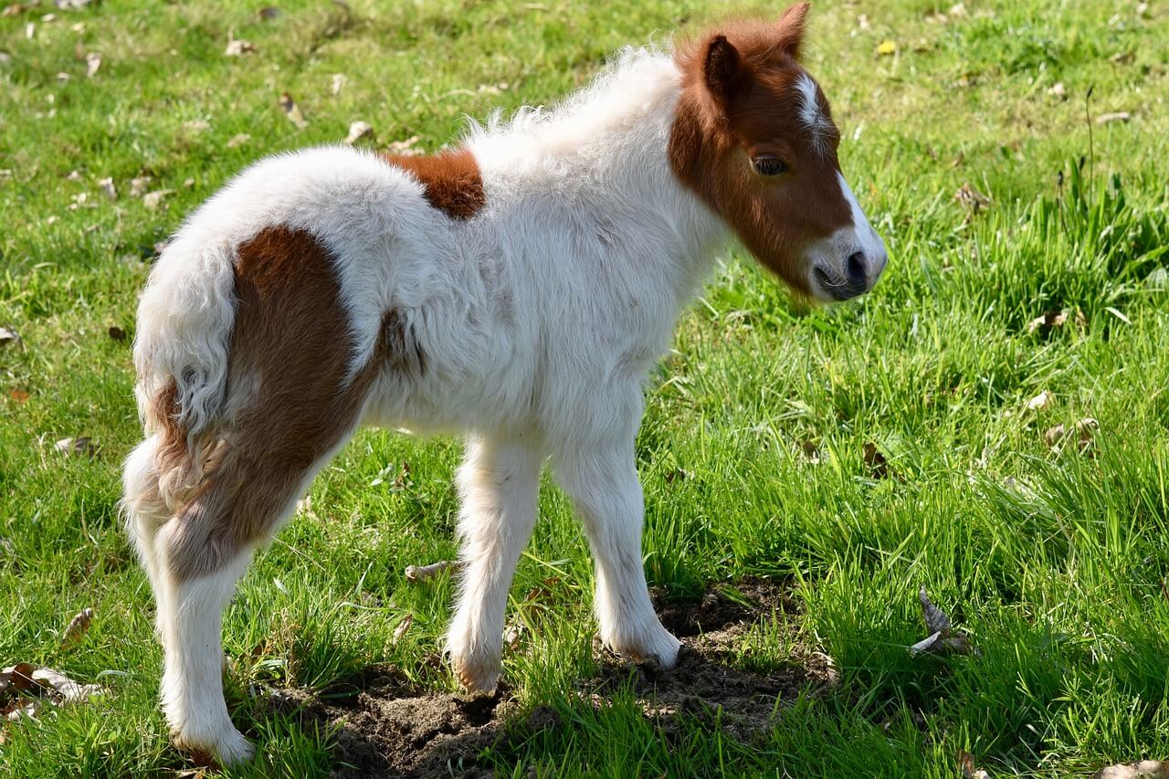 pony shetland pony shetland