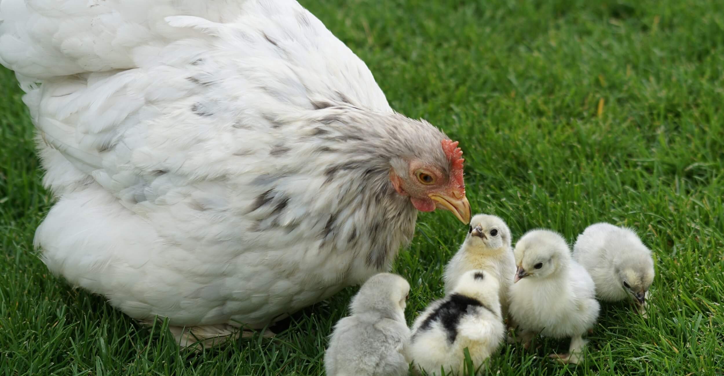 gallina nana 2 gallina nana 2
