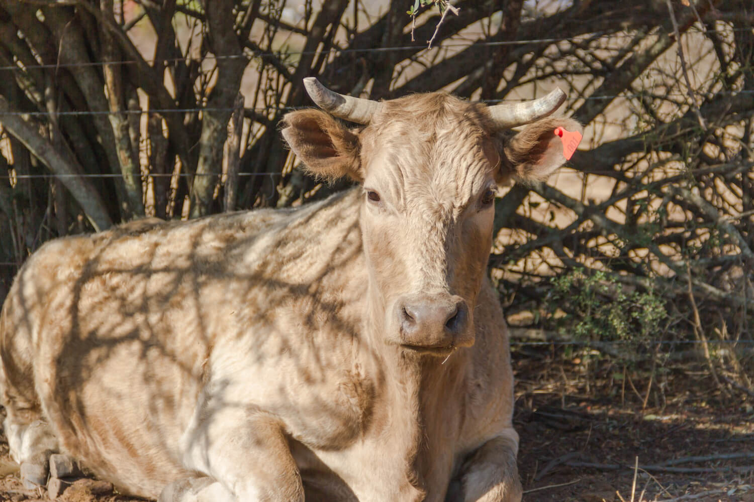 zebu nano zebu nano