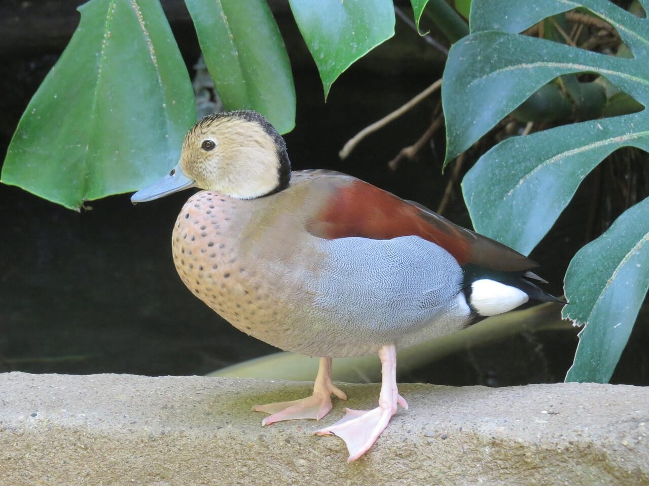 alzavola alzavola