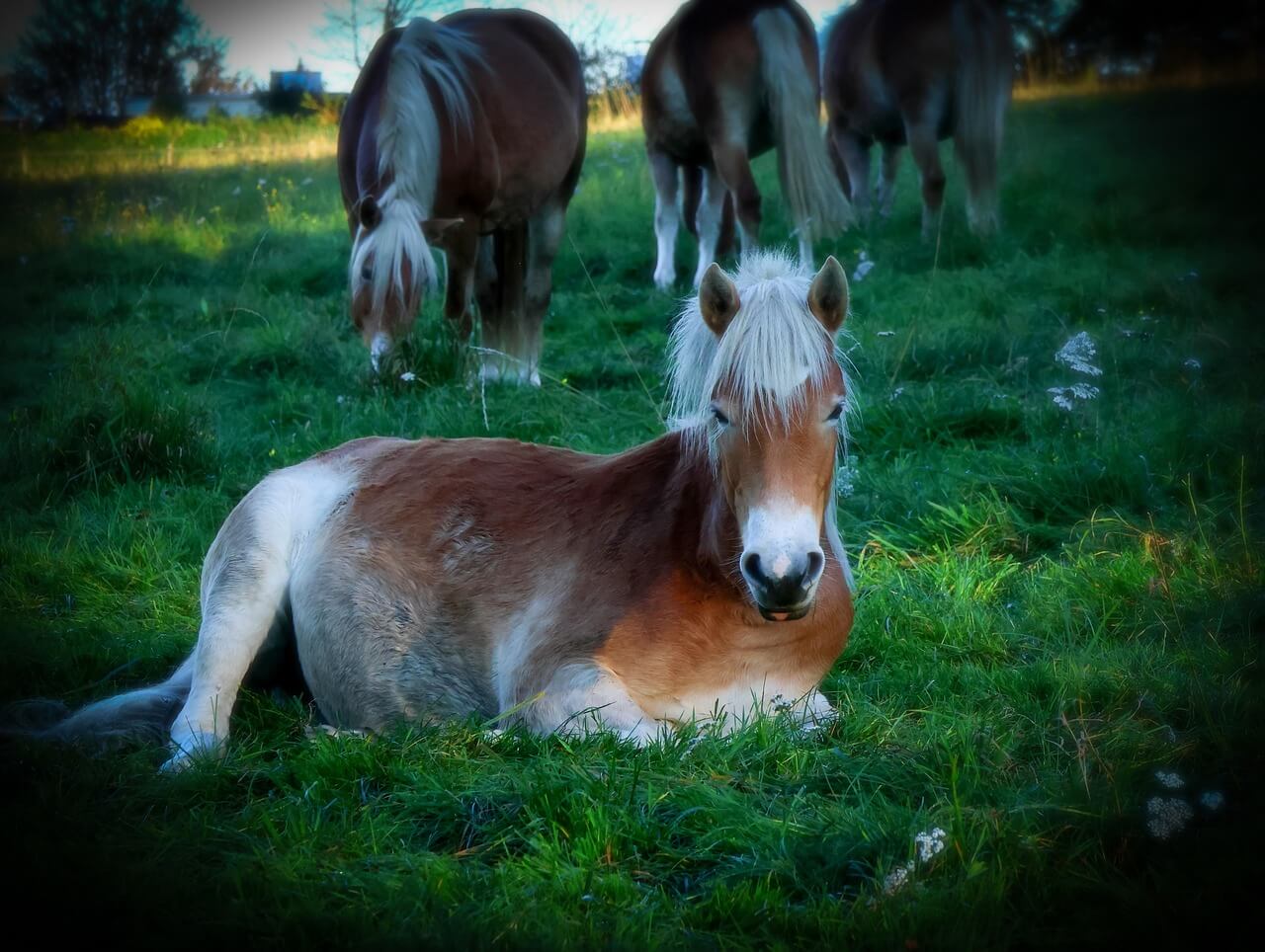 cavallo avelignese seduto cavallo avelignese seduto