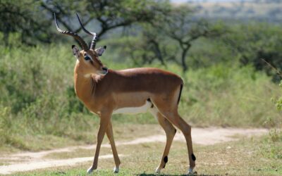 Antilope Lichi