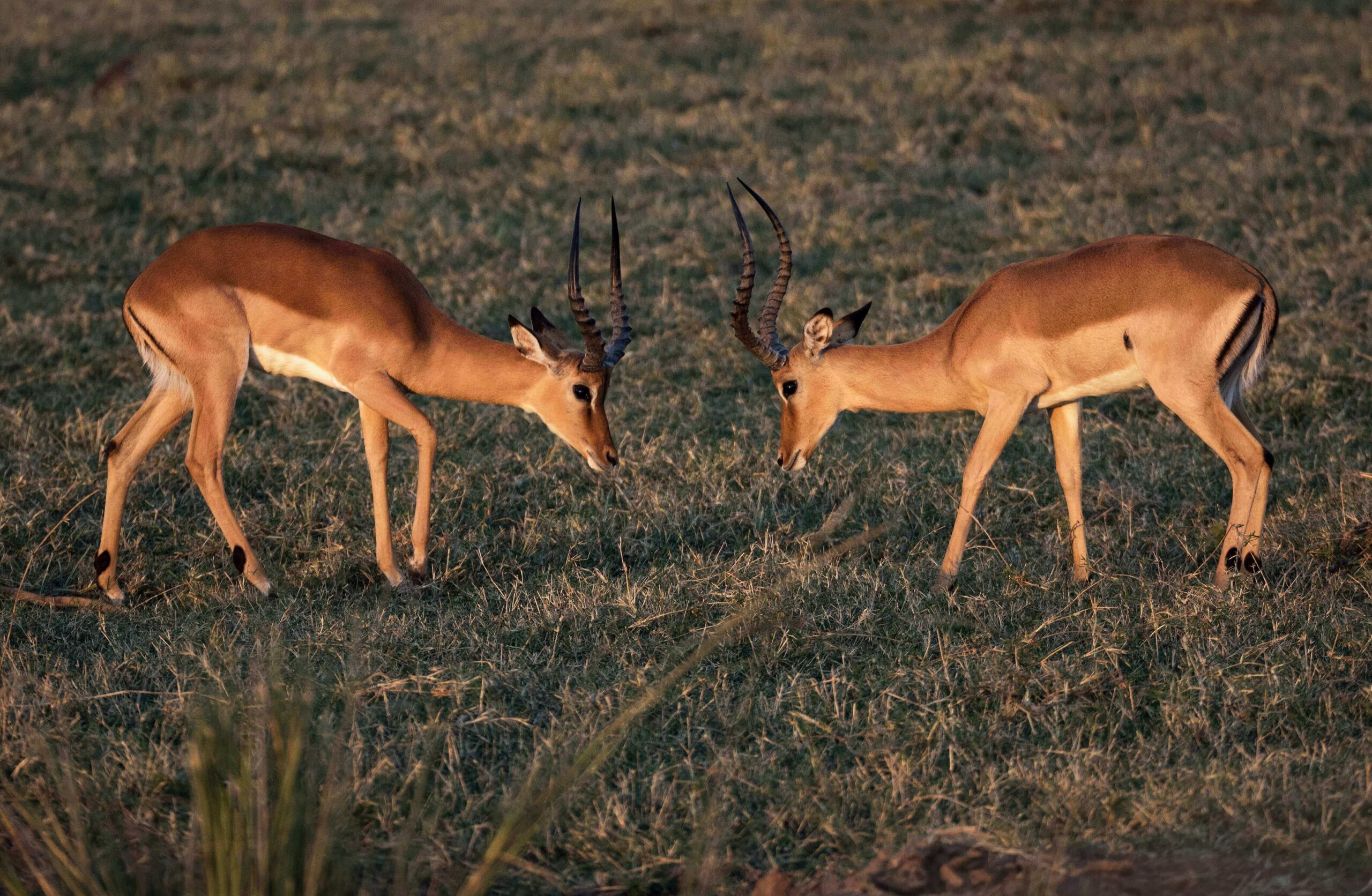 antilope lichi due antilopi lichi