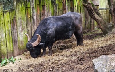 Bufalo Indiano