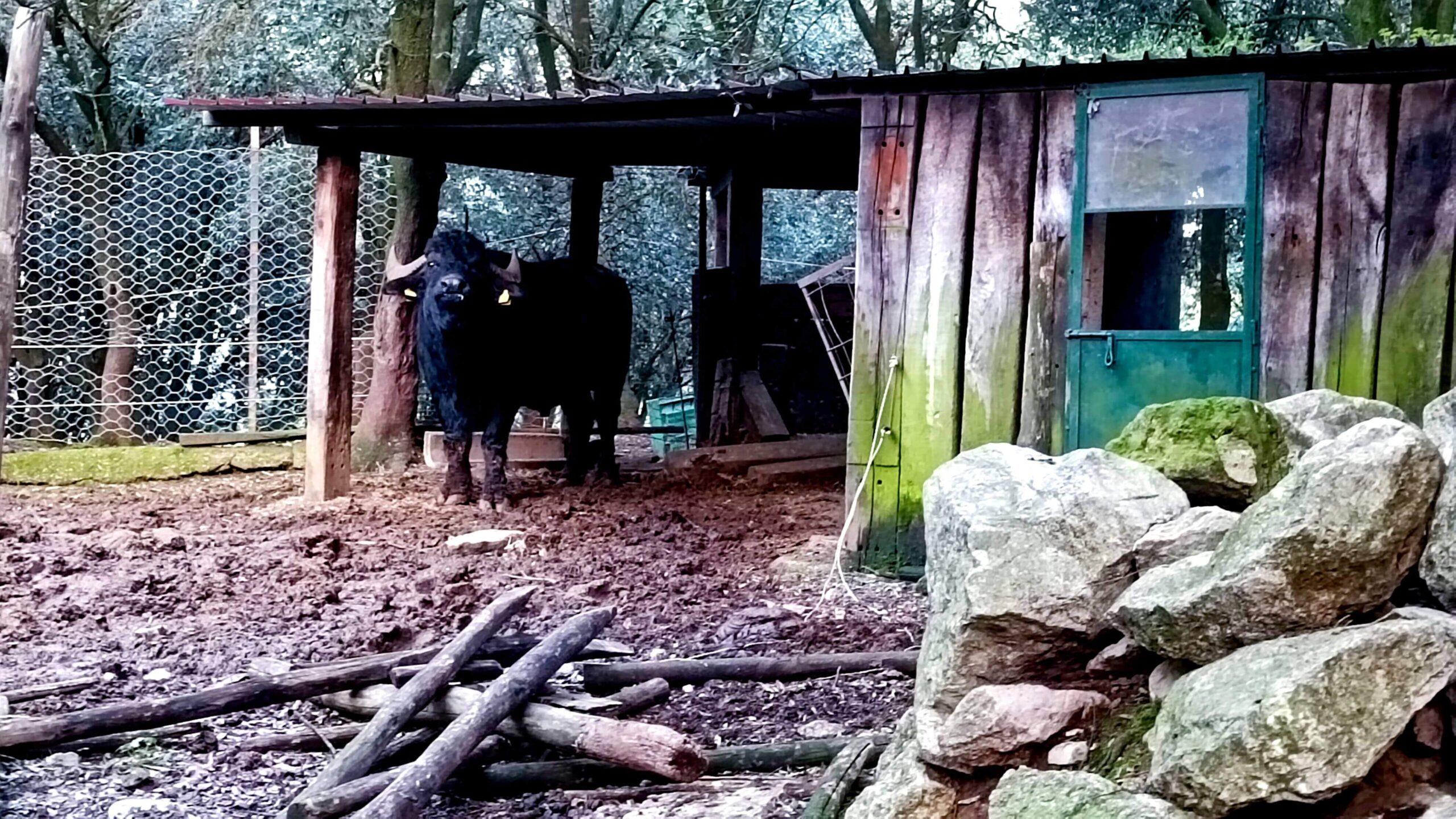 bufalo indiano bufalo indiano
