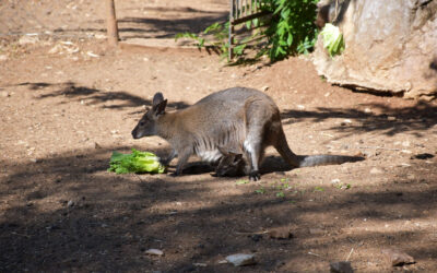 Canguro Wallaby
