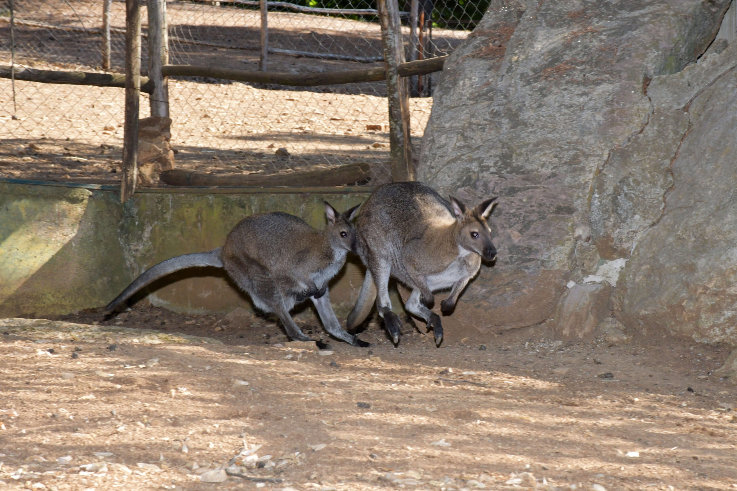 canguri wallaby canguri wallaby