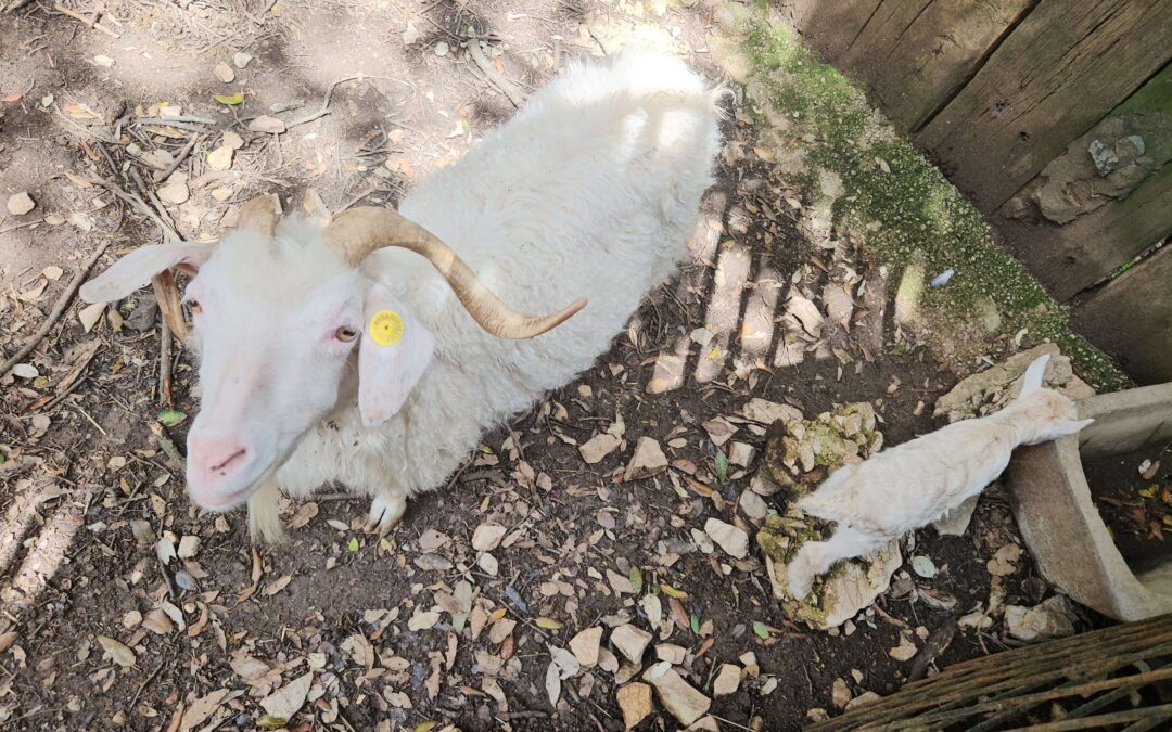 Capra d’Angora