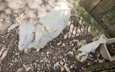 Capra d’Angora