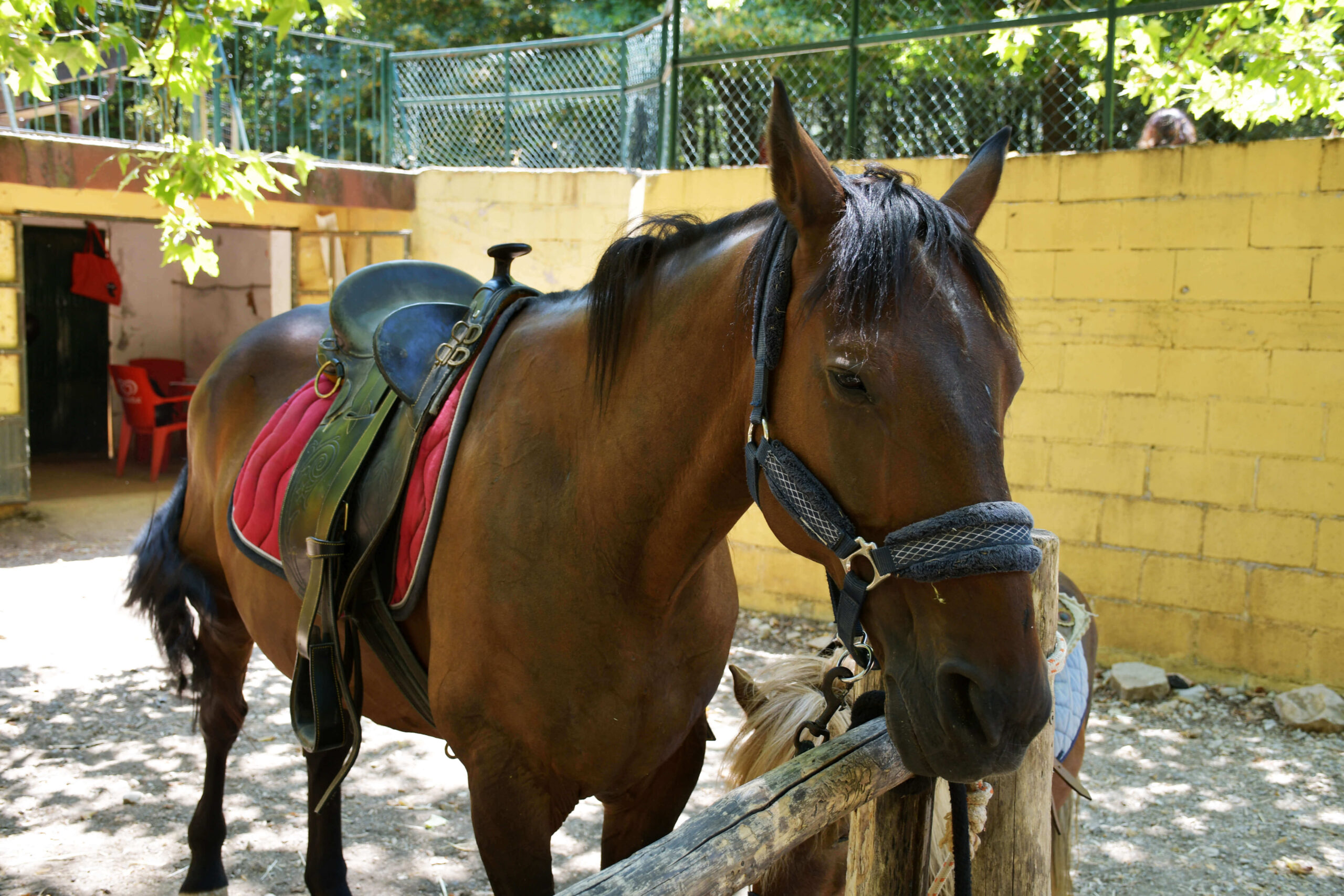 cavallo maremmano cavallo maremmano